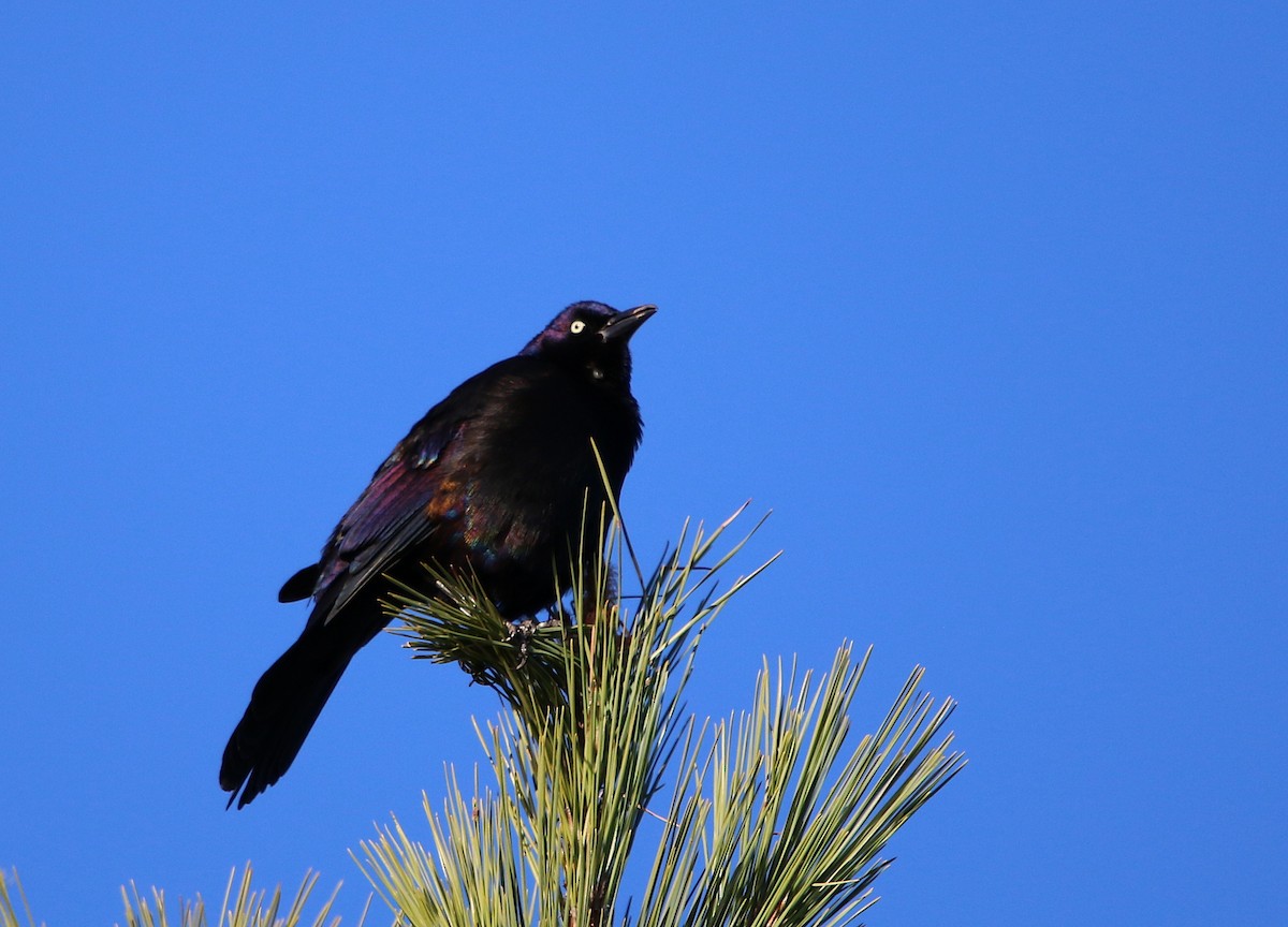 Common Grackle - ML82864361