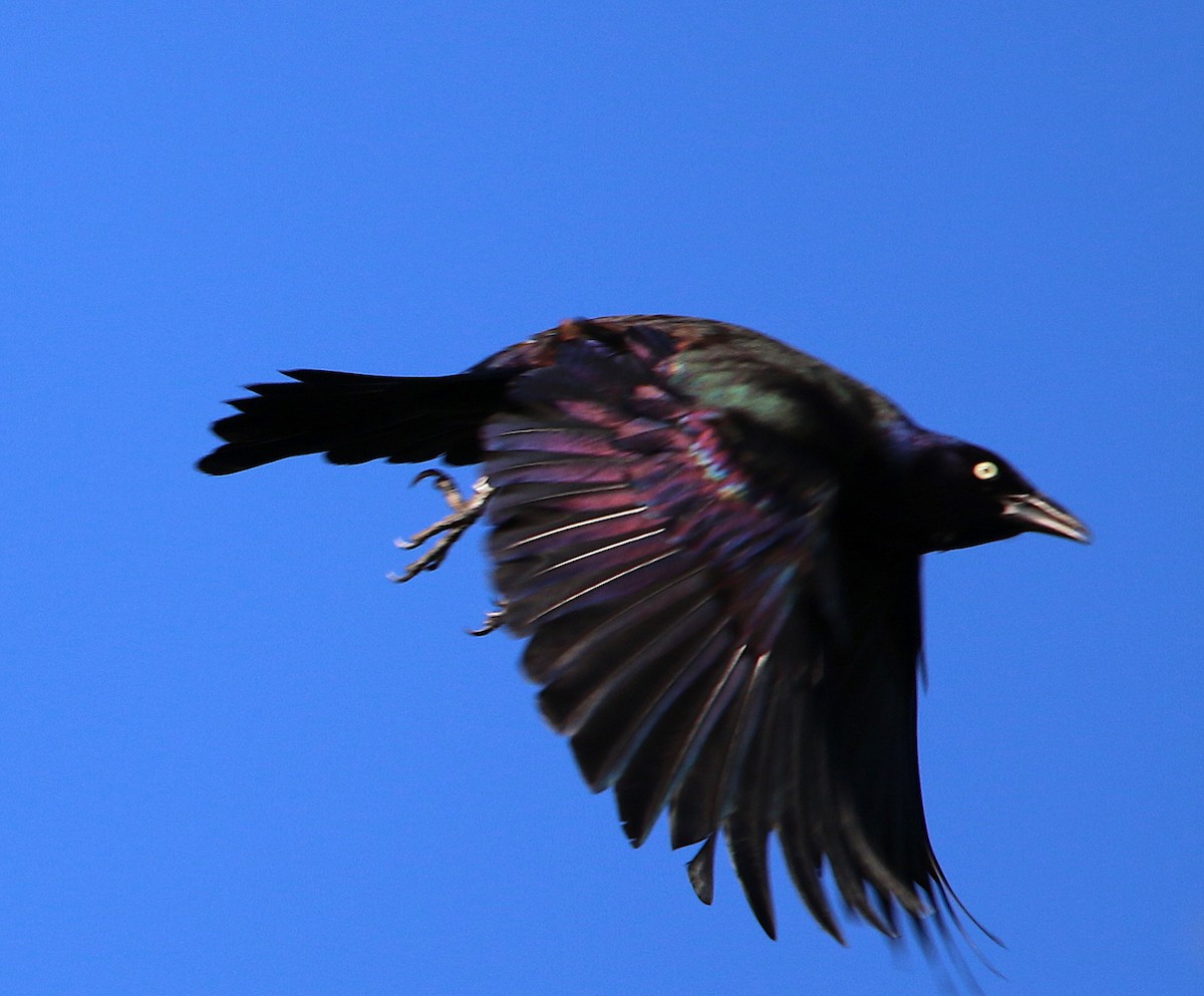 Common Grackle - ML82864391