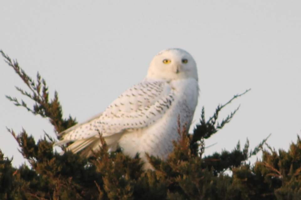 Snowy Owl - Norma Hartwell