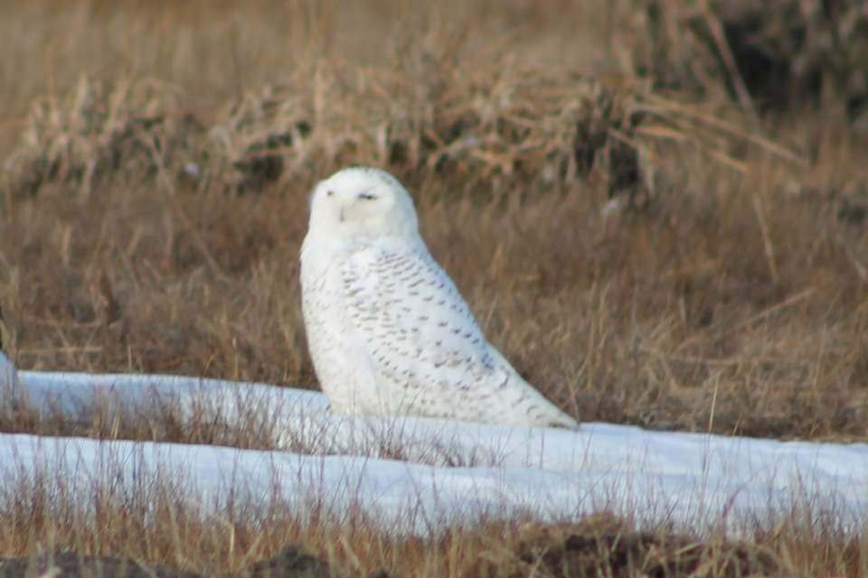 Snowy Owl - Norma Hartwell