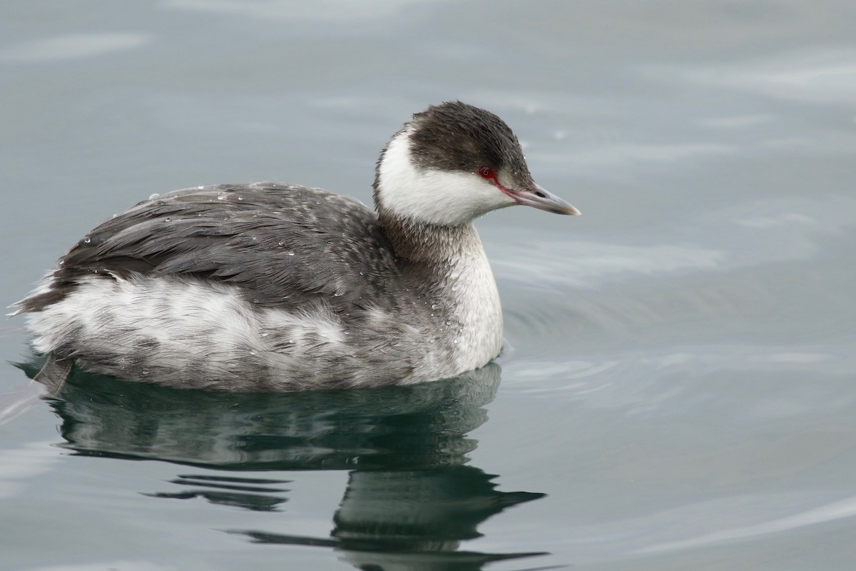 Horned Grebe - ML82865041