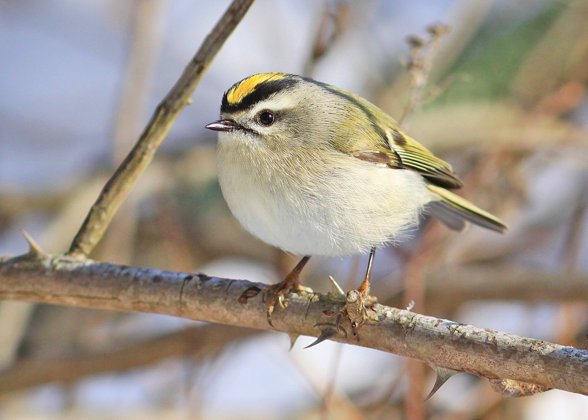 Golden-crowned Kinglet - ML82865111