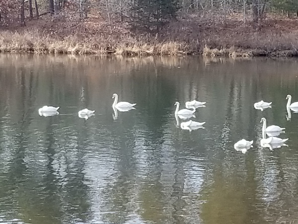 Mute Swan - ML82866141