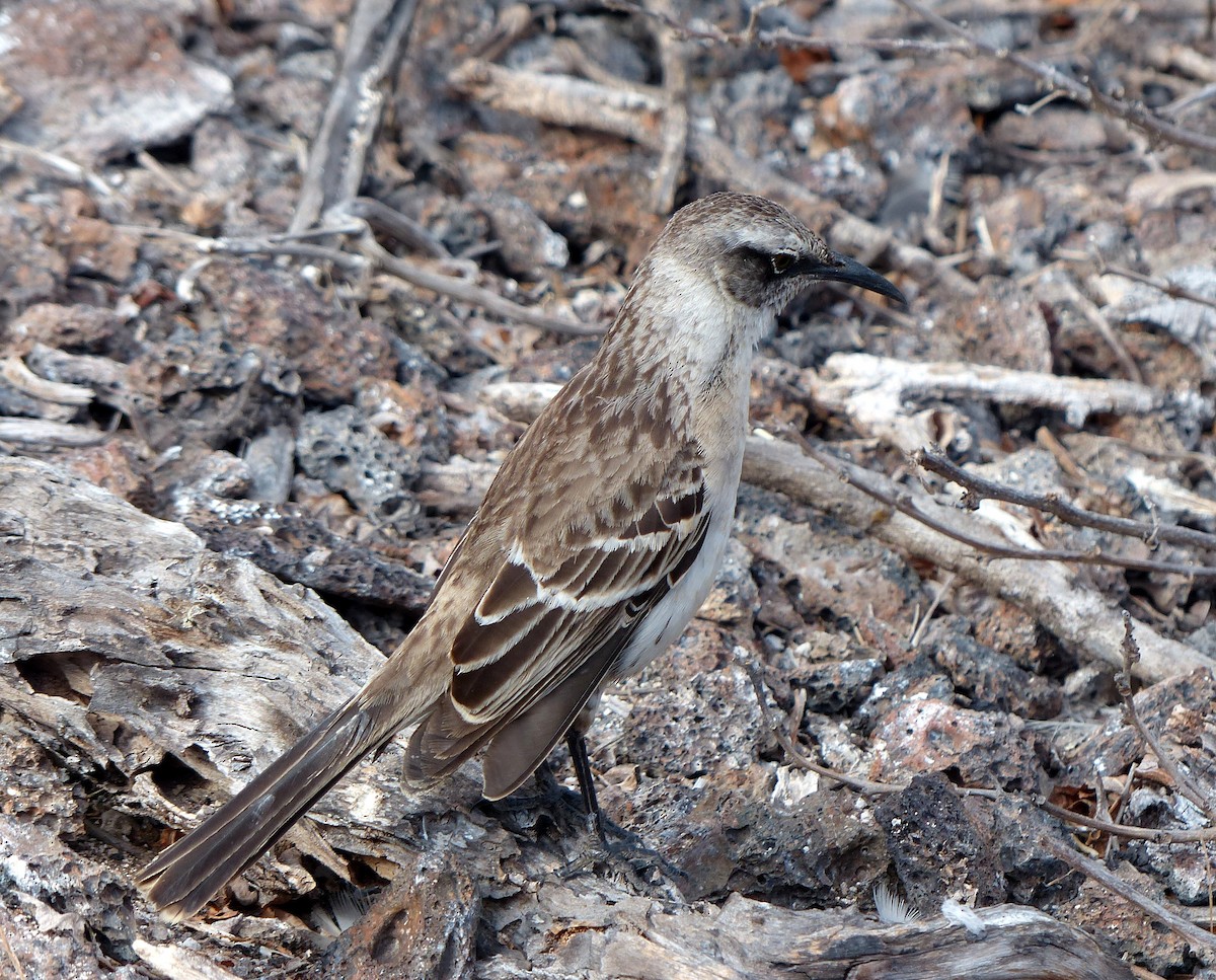 Galapagos Mockingbird - ML82866151