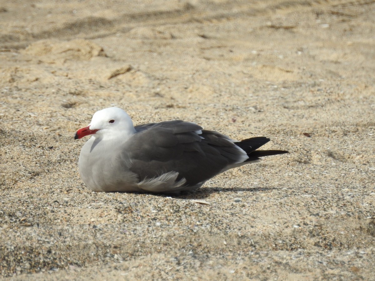 Gaviota Mexicana - ML82867891