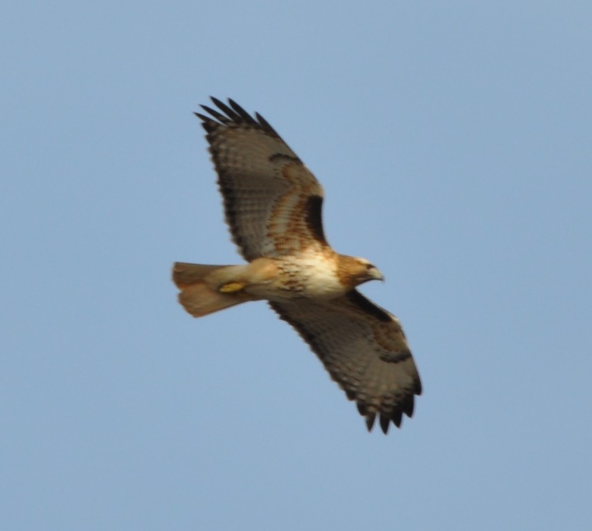 Red-tailed Hawk - ML82868241