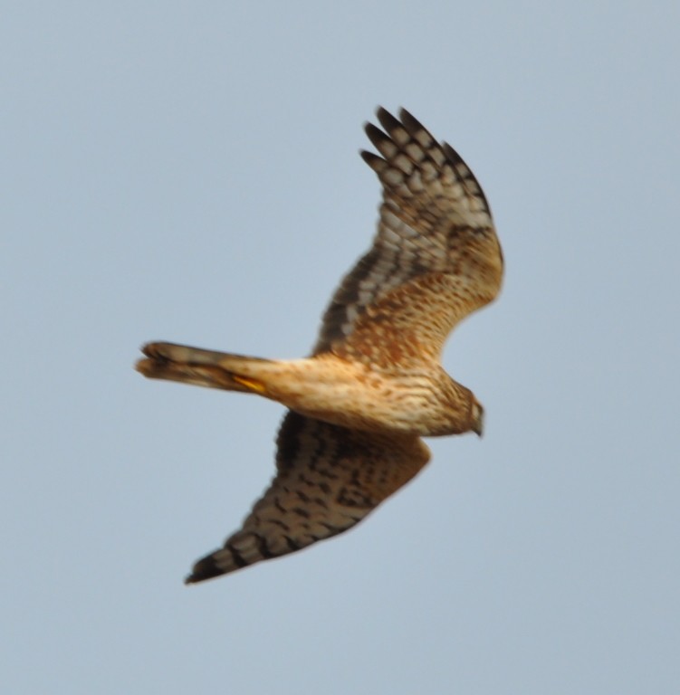 Northern Harrier - ML82868321