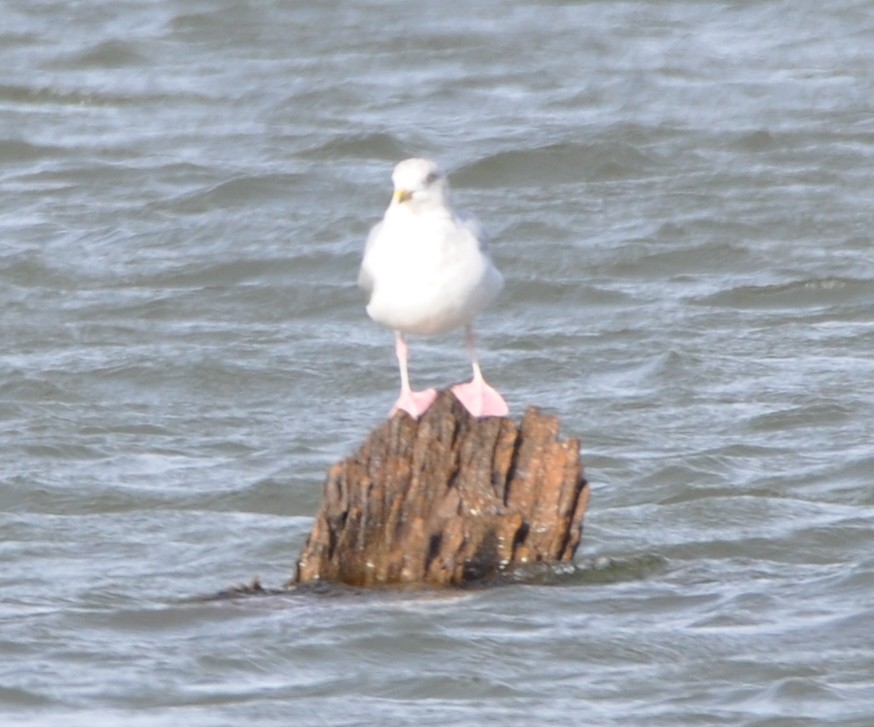 Herring Gull - ML82868601