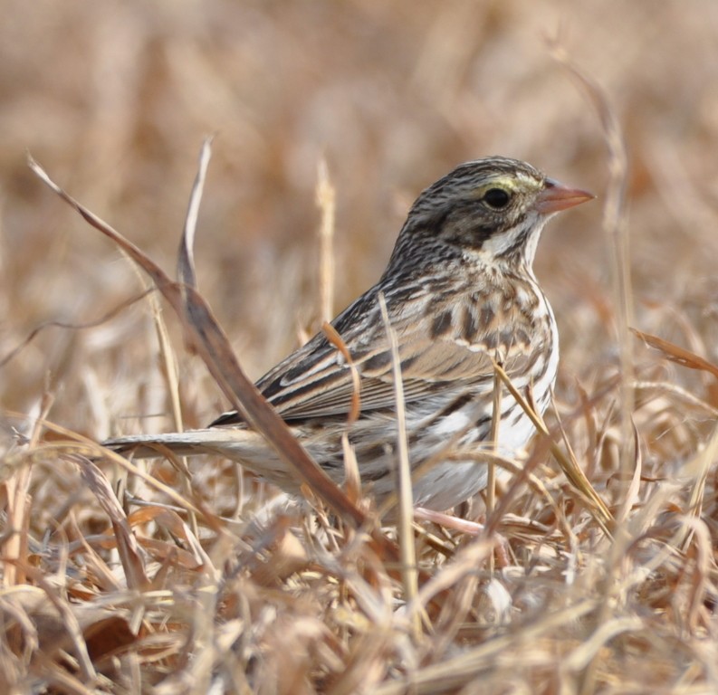 Savannah Sparrow - ML82868691