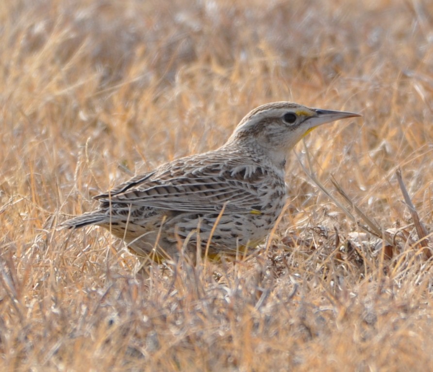 Eastern Meadowlark - ML82868801