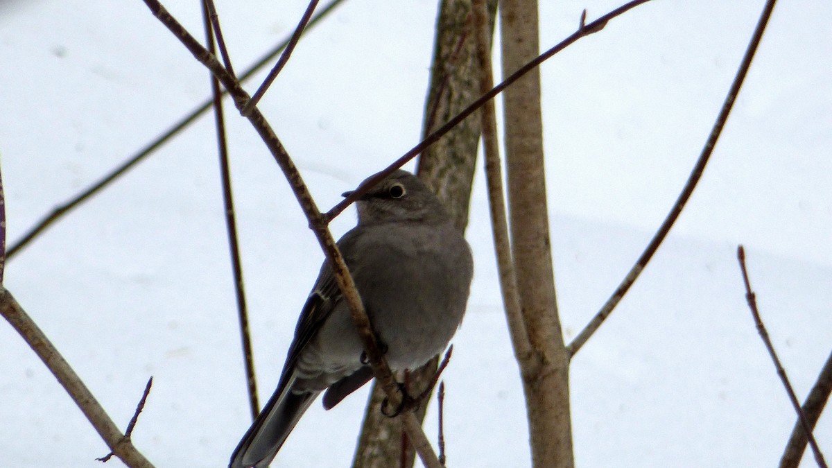Townsend's Solitaire - ML82868871