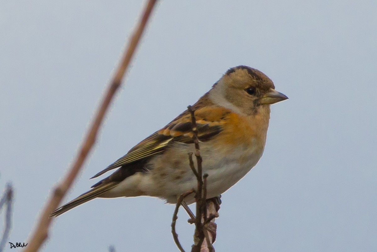 Brambling - ML82869461