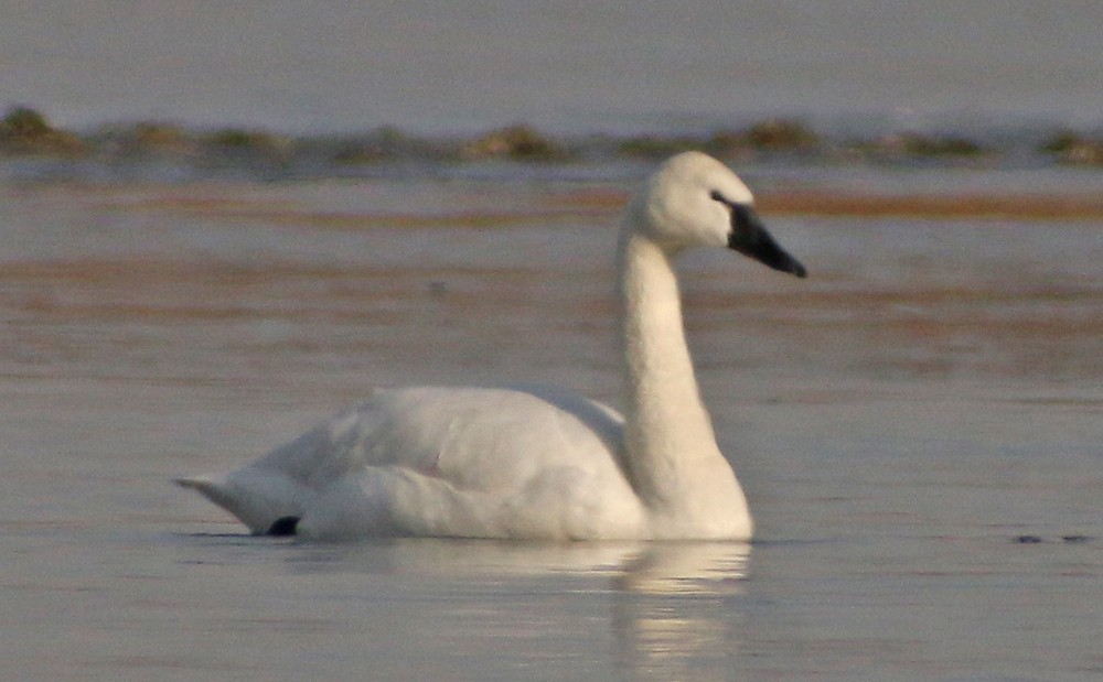 Tundra Swan - ML82871521