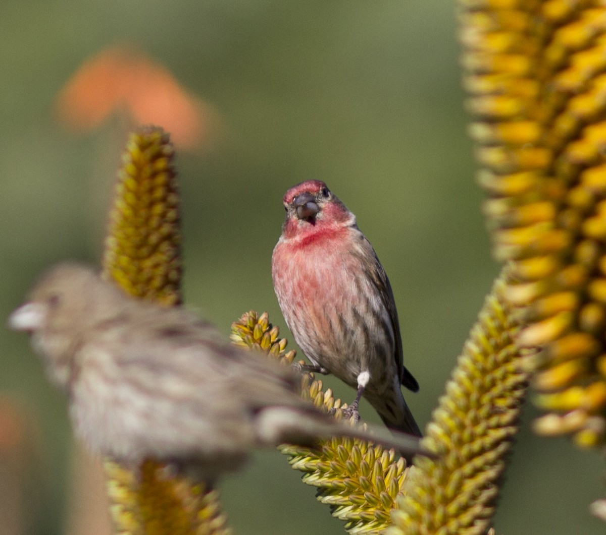 House Finch - ML82872251