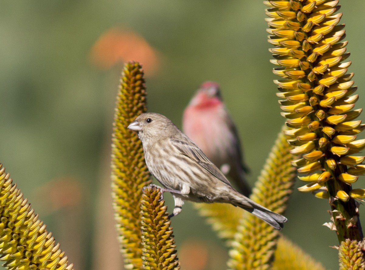 House Finch - ML82872261