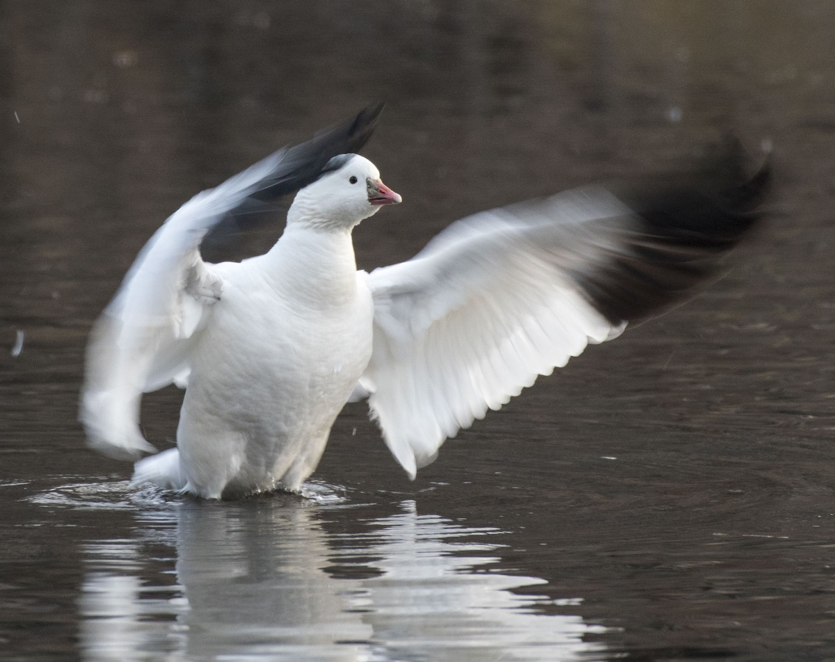 Ross's Goose - ML82875421