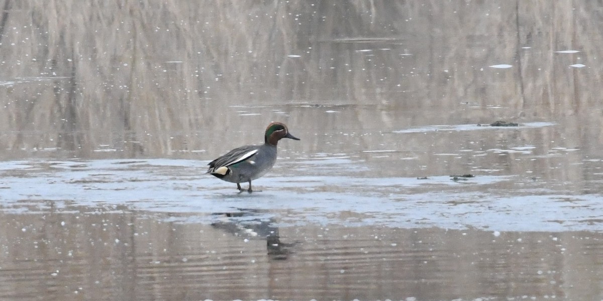 Green-winged Teal (Eurasian) - ML82876981