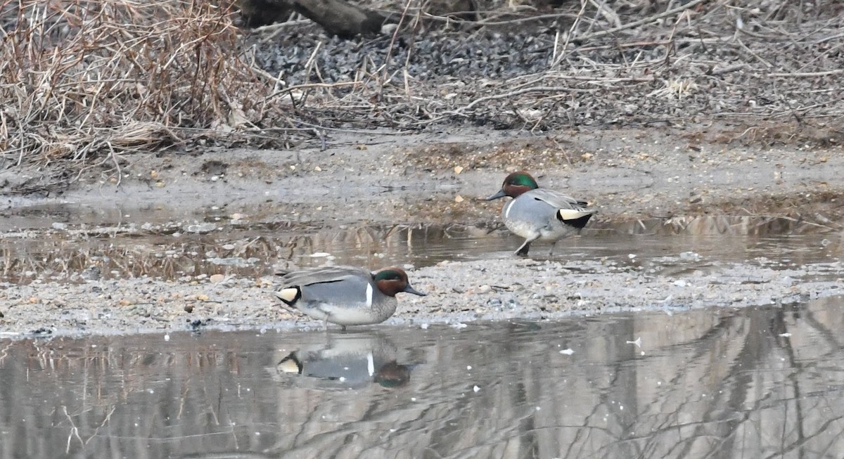 Green-winged Teal (American) - Barry Blust