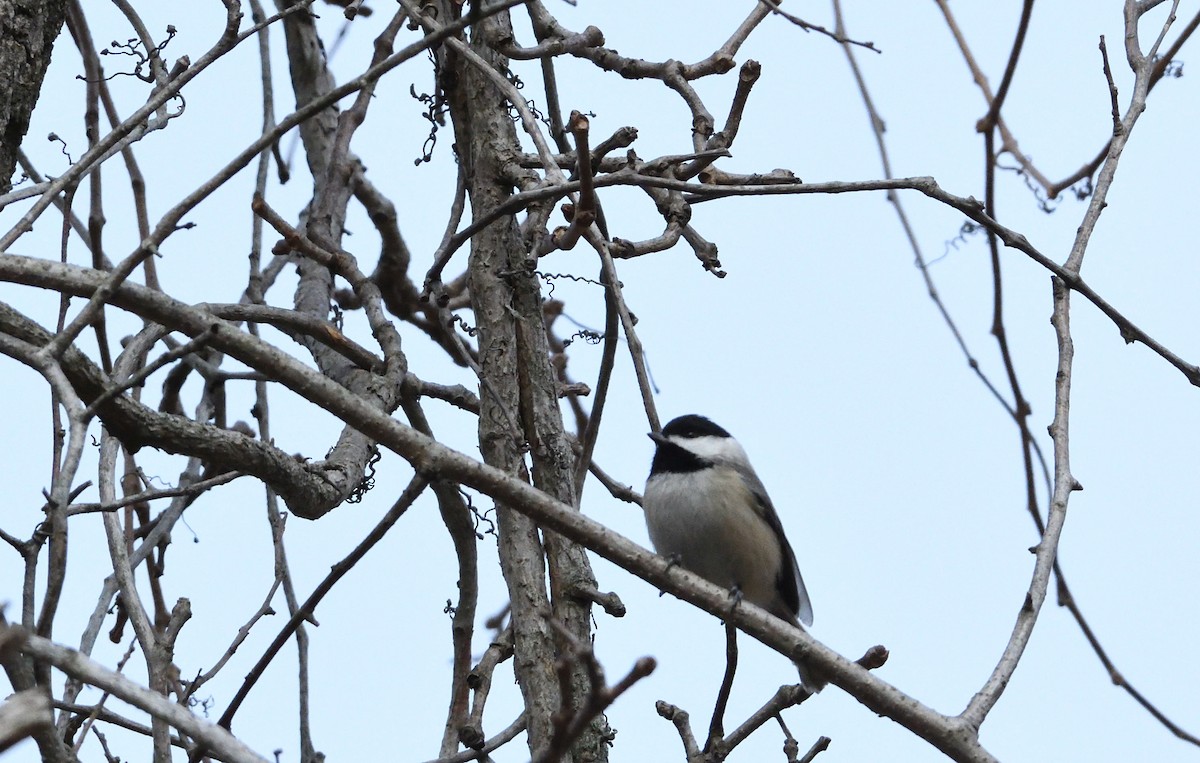 Carolina Chickadee - ML82877051