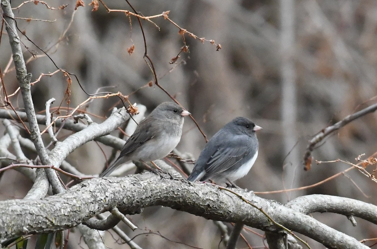 Junco Ojioscuro (hyemalis/carolinensis) - ML82877111