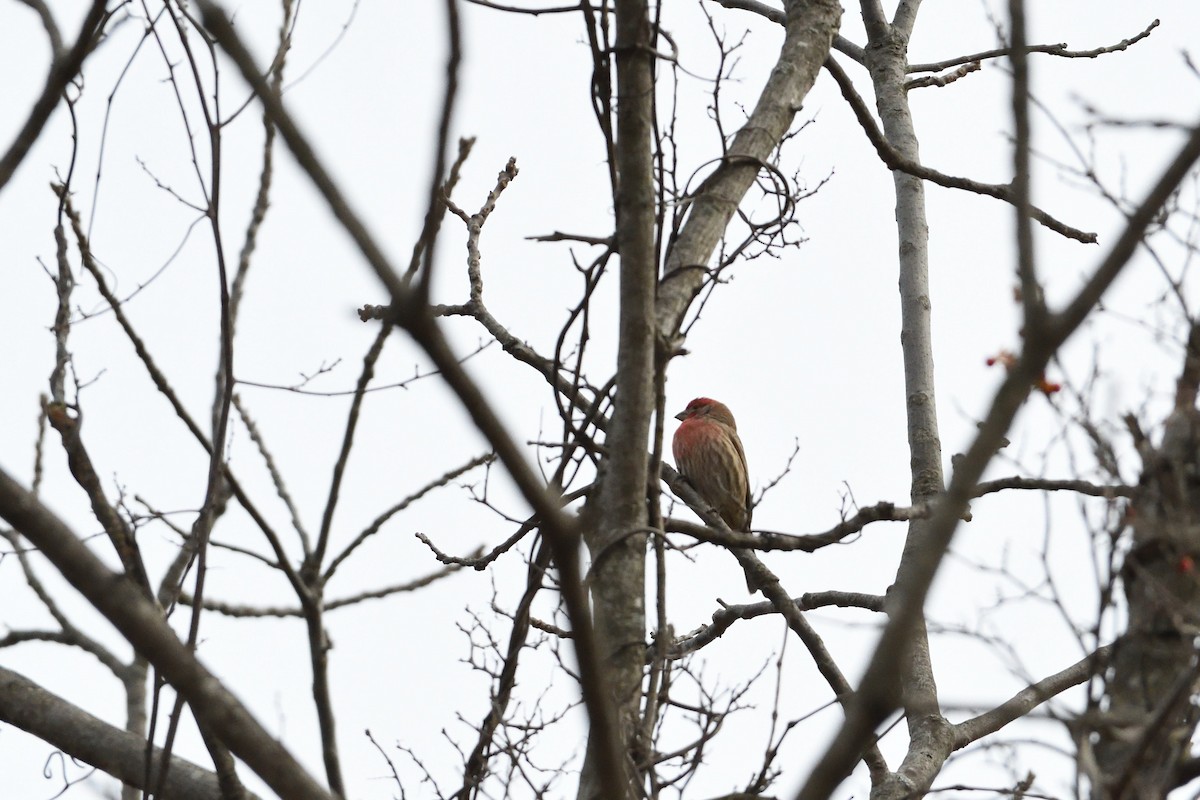 House Finch - ML82877151