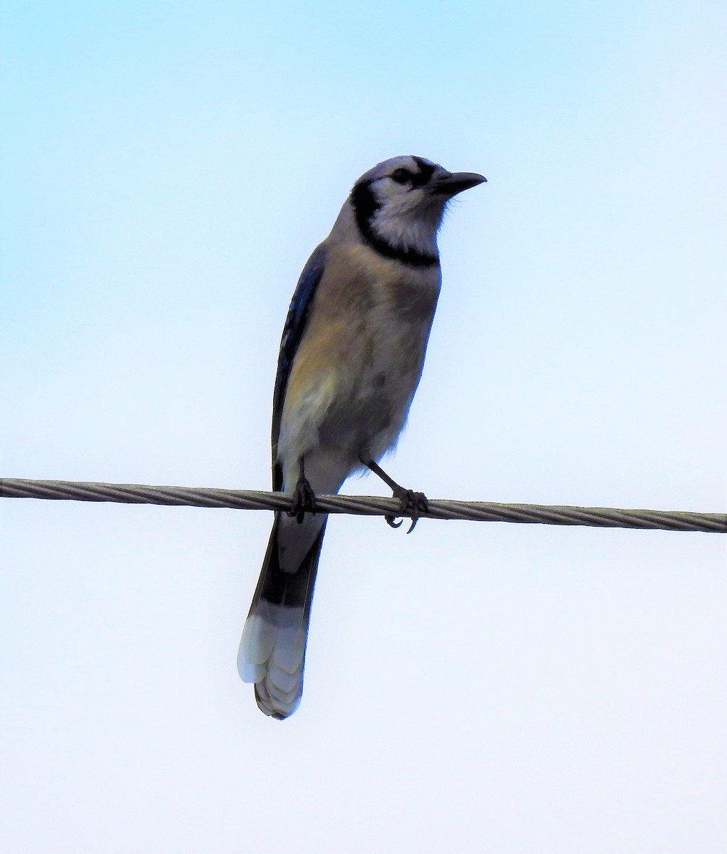 Blue Jay - ML82877531