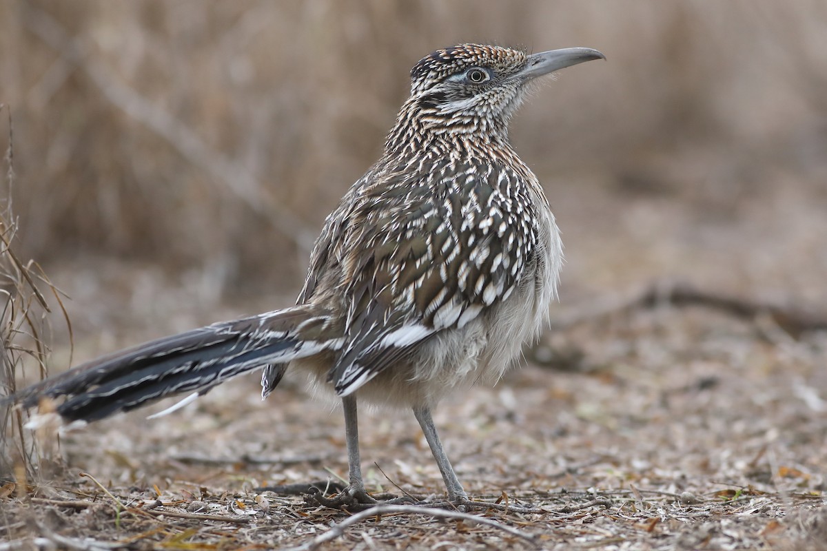 Greater Roadrunner - Graham Montgomery