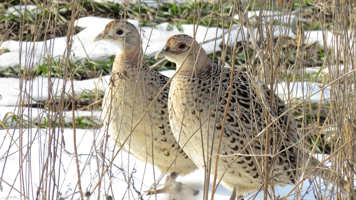 Ring-necked Pheasant - ML82880761