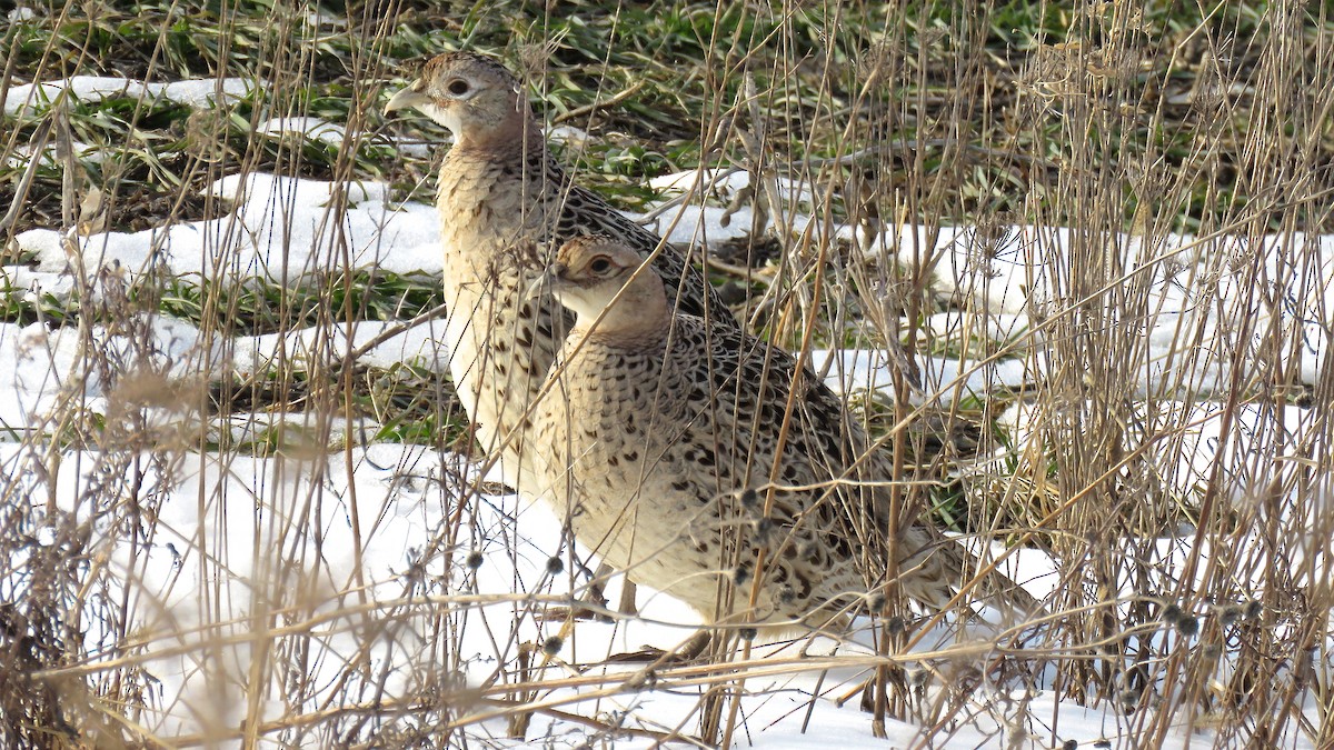 Ring-necked Pheasant - ML82881141