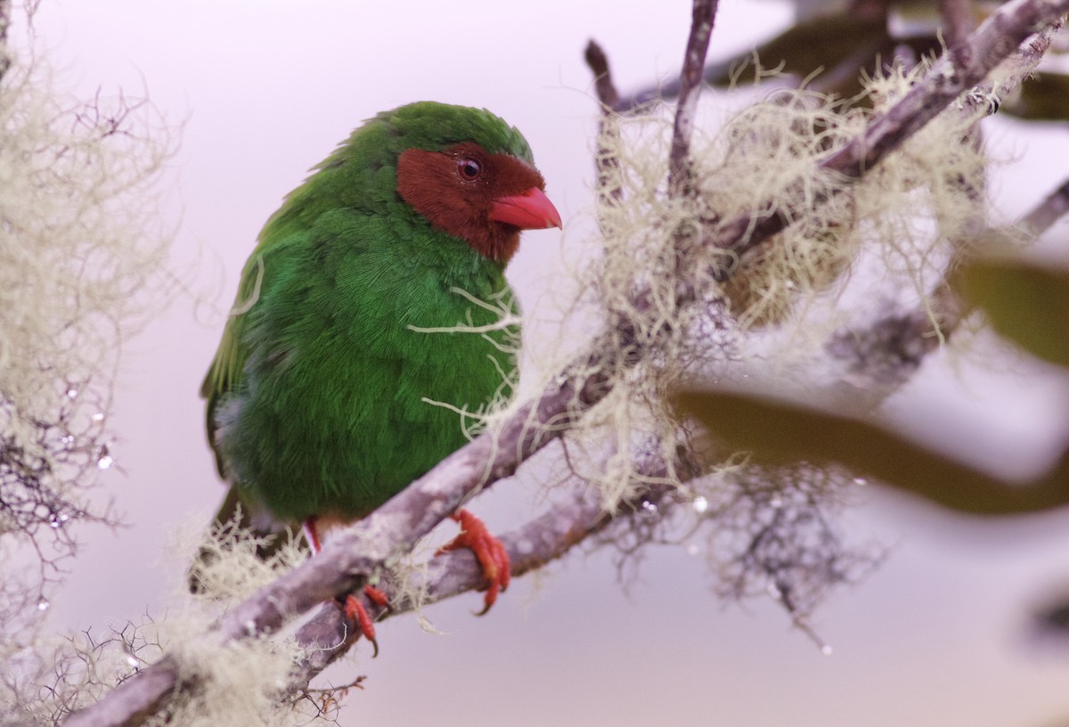 Grass-green Tanager - Alex Wiebe