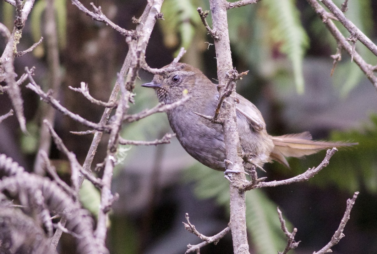 Puna Thistletail - Alex Wiebe