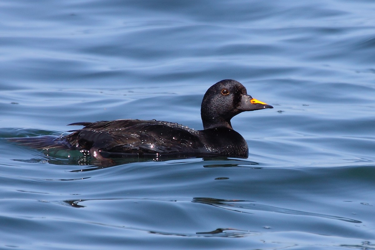 Common Scoter - António Gonçalves