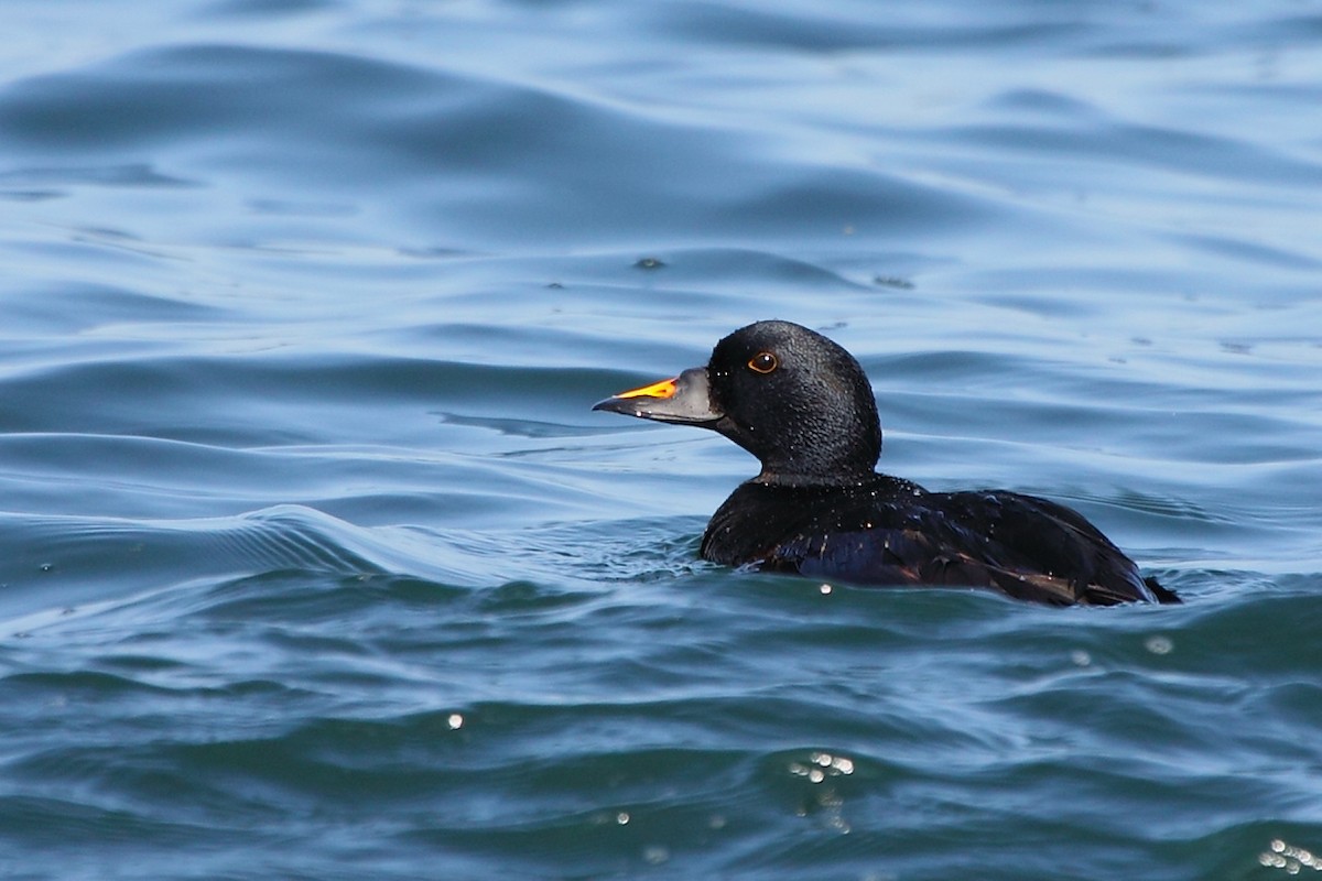 Common Scoter - António Gonçalves