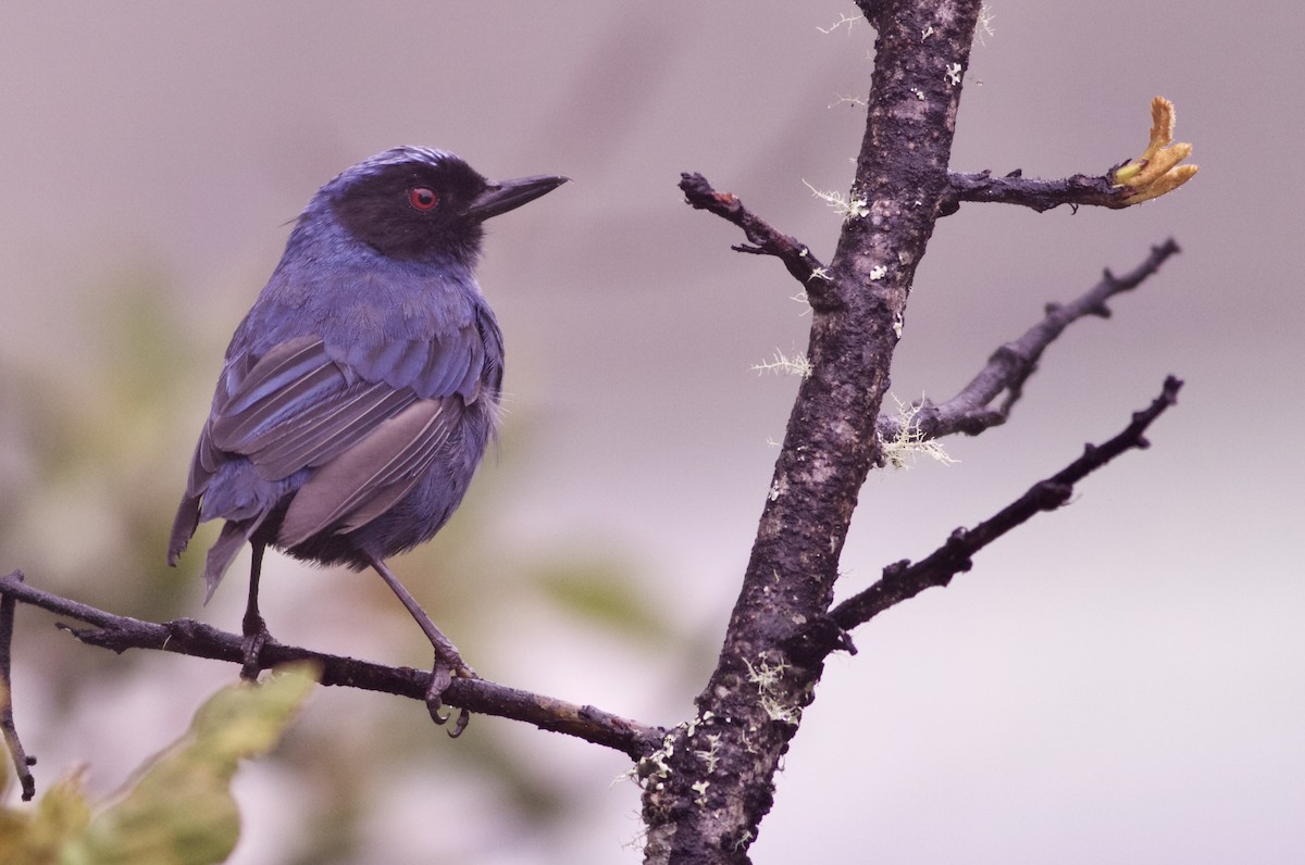 Masked Flowerpiercer - ML82883401