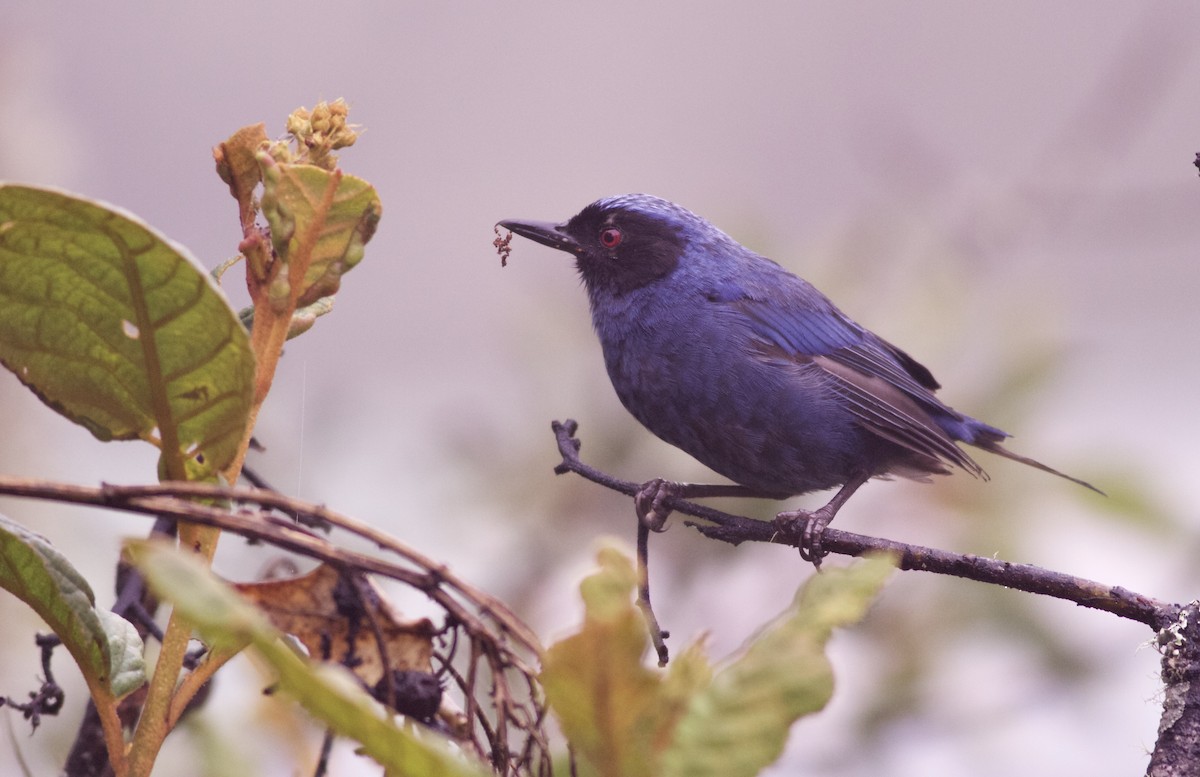 Masked Flowerpiercer - Alex Wiebe