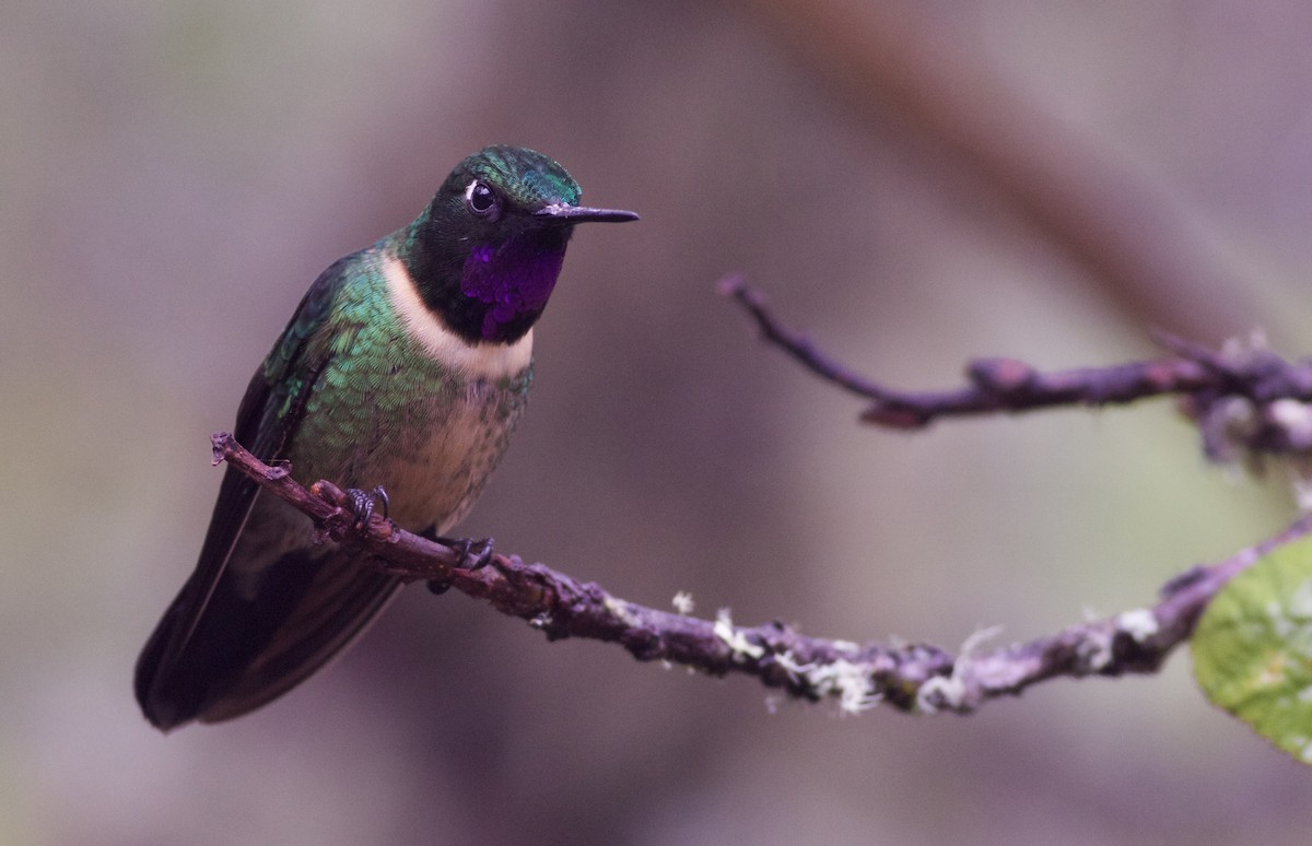 Amethyst-throated Sunangel - ML82883931