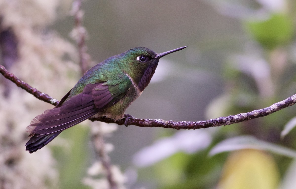 Amethyst-throated Sunangel - ML82884201