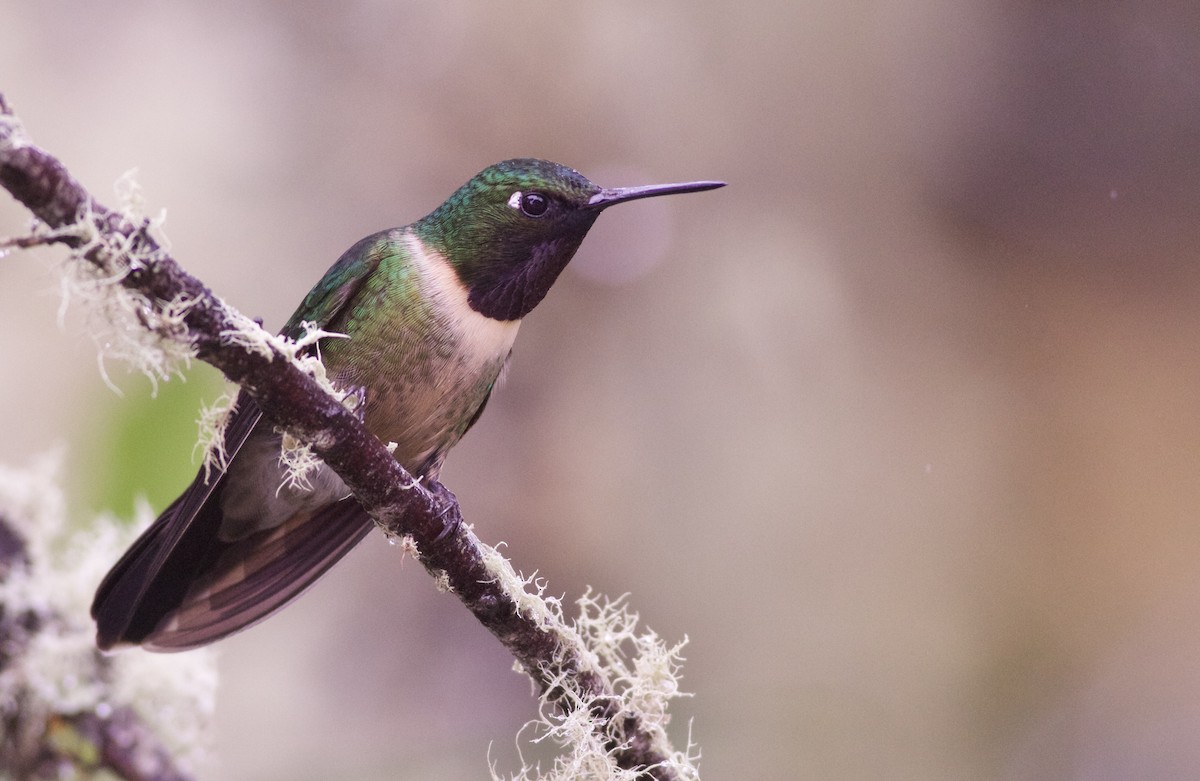 Amethyst-throated Sunangel - ML82884281