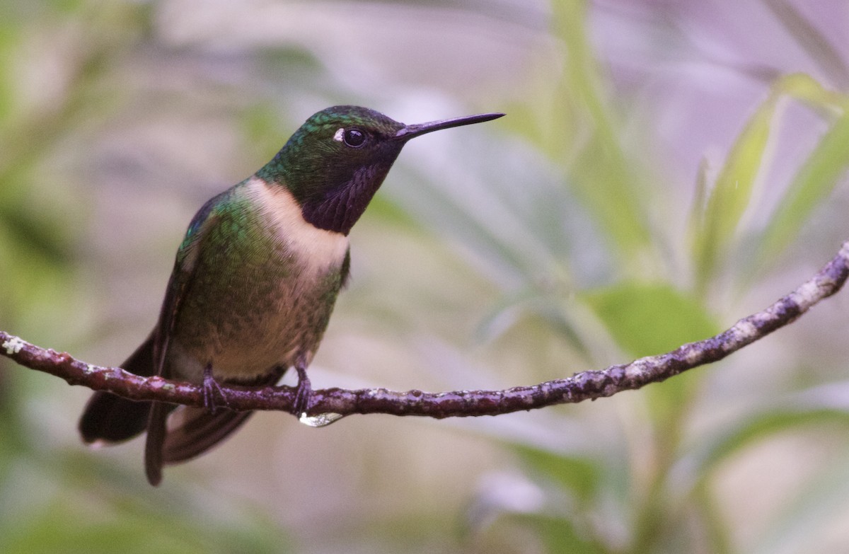 Amethyst-throated Sunangel - Alex Wiebe