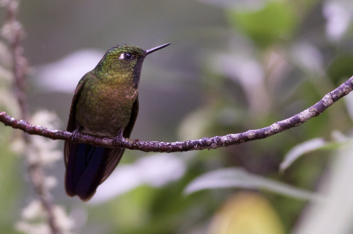 Tyrian Metaltail - Alex Wiebe