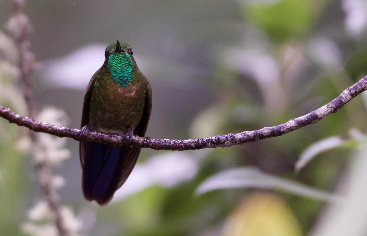 Tyrian Metaltail - Alex Wiebe