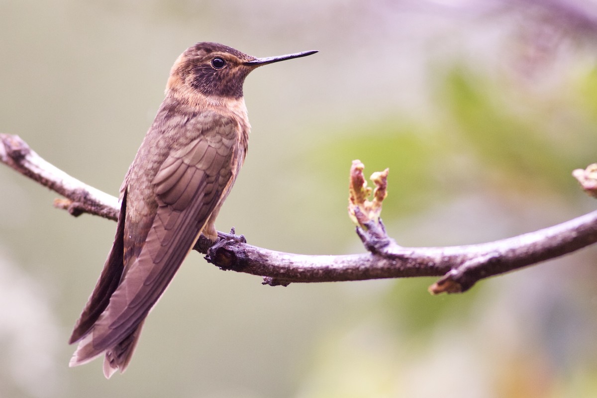 Colibri étincelant - ML82885961