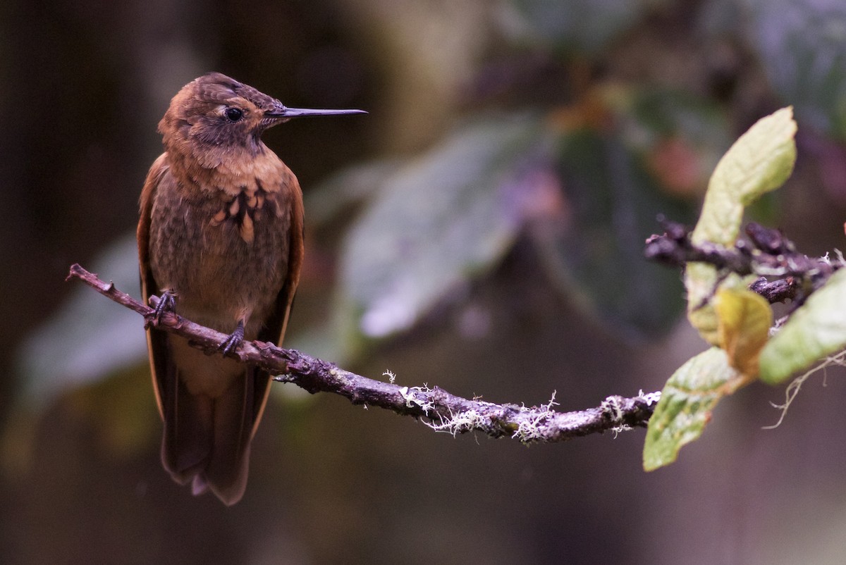 Colibri étincelant - ML82886101