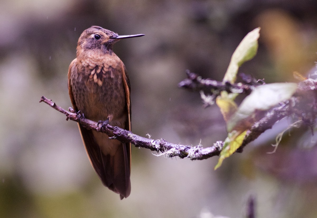 Colibri étincelant - ML82886121