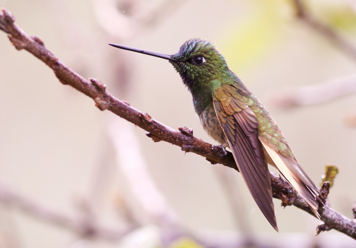 Violet-throated Starfrontlet - ML82886201