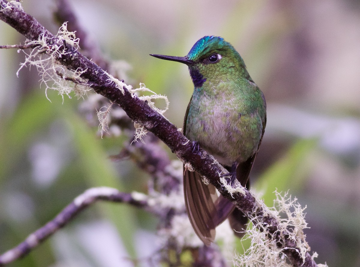 Long-tailed Sylph - Alex Wiebe