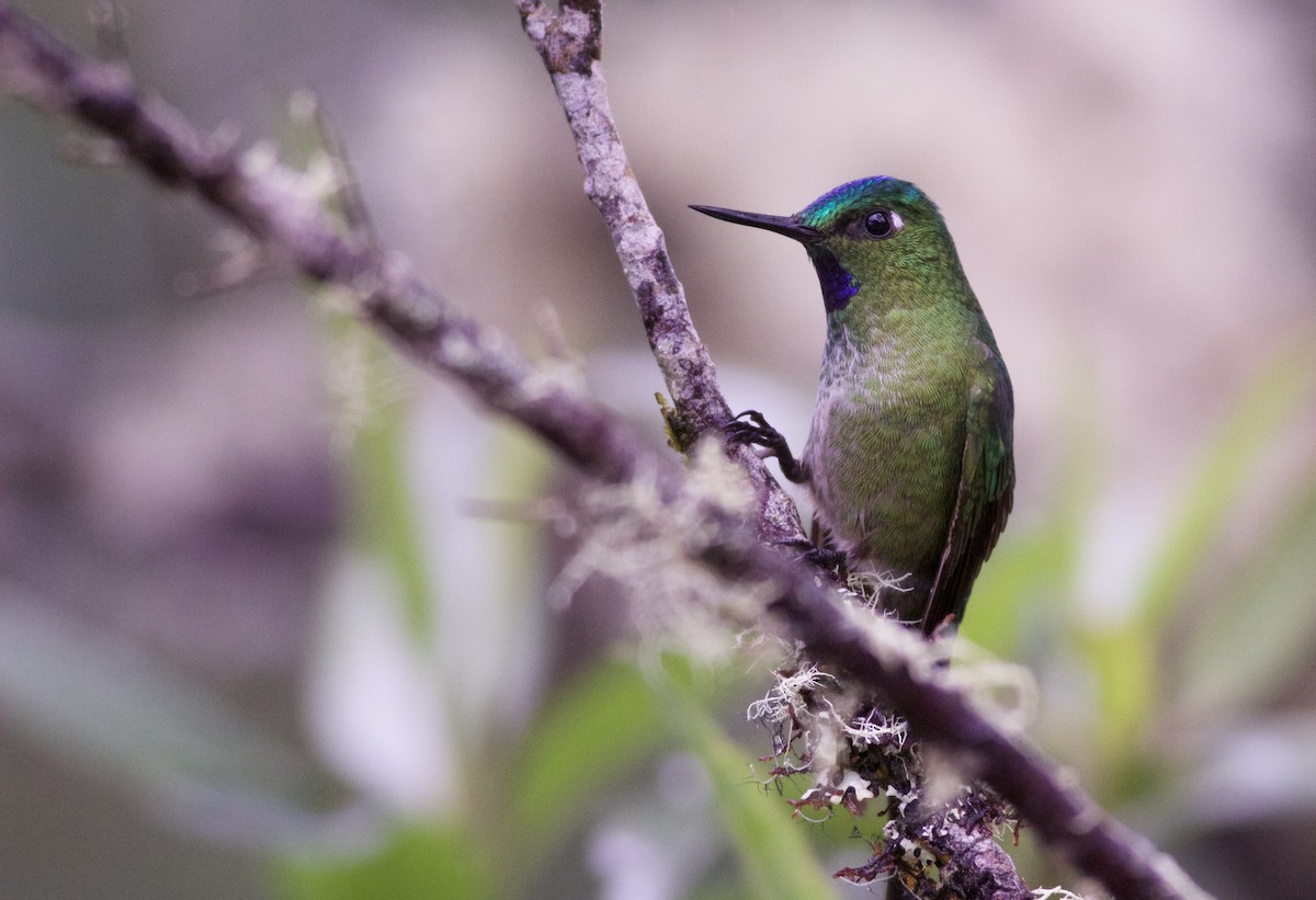 Long-tailed Sylph - ML82886541