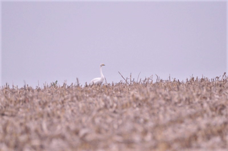 Whooper Swan - ML82886551