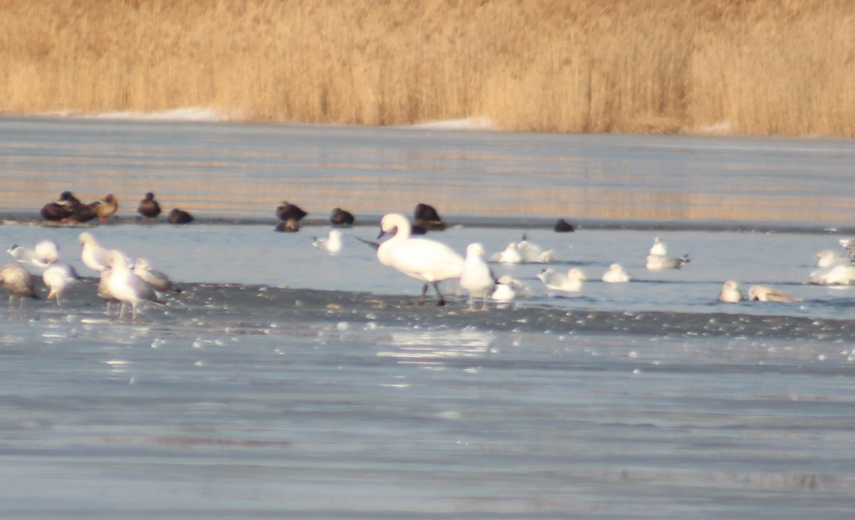 Tundra Swan - ML82886961
