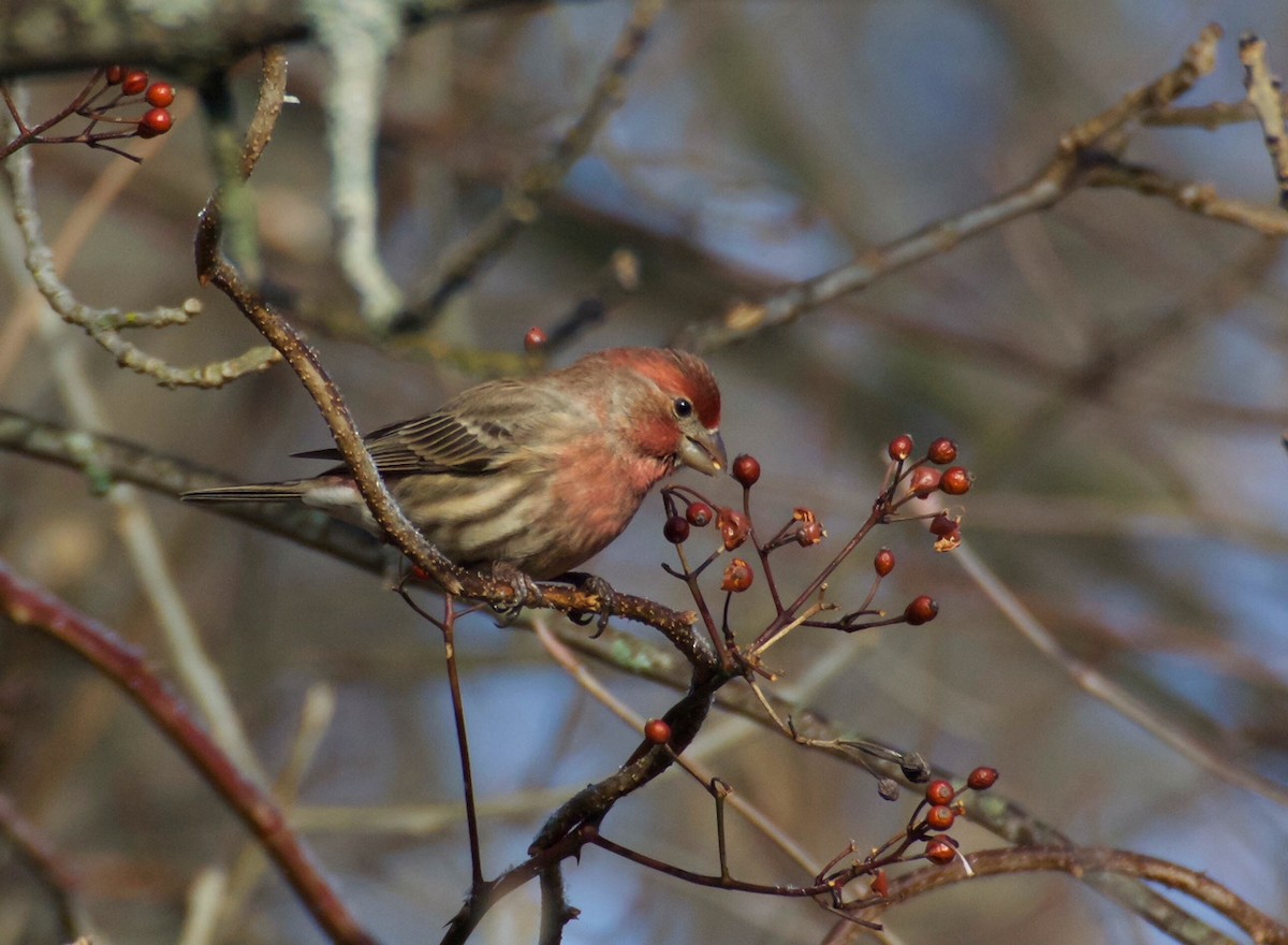 House Finch - Christopher Unsworth